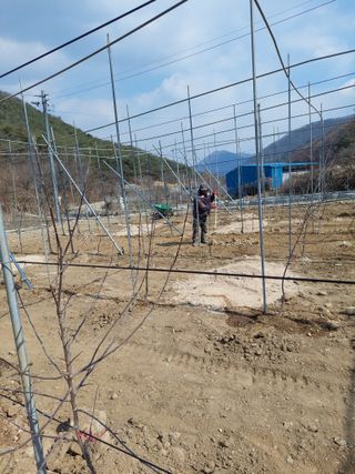 트라이애플1님의 사과 · 영농일지 작성글 사진