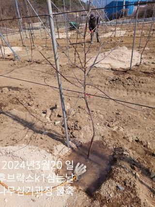 트라이애플1님의 사과 · 영농일지 작성글 사진