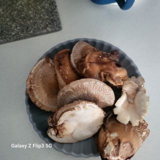 짱순이연속8월출석왕님의 버섯 · 생장기 농작업 작성글 사진