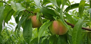 동우농장(김대욱)님의 복숭아 · 자유게시판 작성글 사진