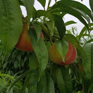 동우농장(김대욱)님의 복숭아 · 자유게시판 작성글 사진