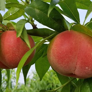 동우농장(김대욱)님의 복숭아 · 자유게시판 작성글 사진