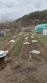 팜모닝 고추·영농일지 게시글 이미지