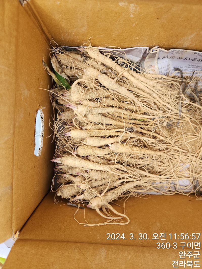 장터 상품 [약도라지 종근 판매완료 ] 썸네일