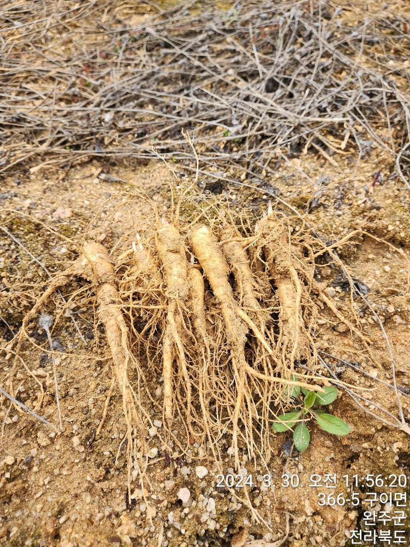 약도라지6018님의 장터 판매 상품 [약도라지 종근 판매완료 ] 첨부 사진
