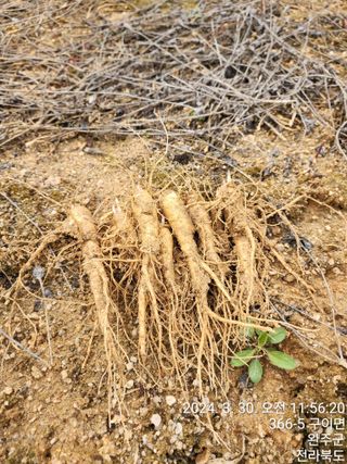 약도라지6018님의 작성글 사진