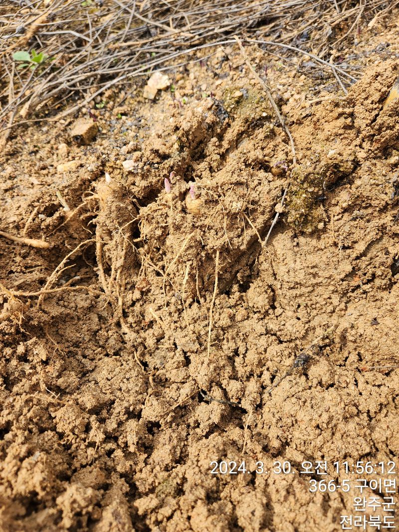 약도라지6018님의 장터 판매 상품 [약도라지 종근 판매완료 ] 첨부 사진