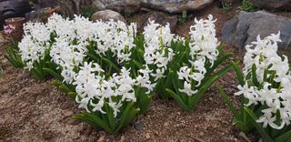 양파공감님의 자유주제 · 자유게시판 작성글 사진