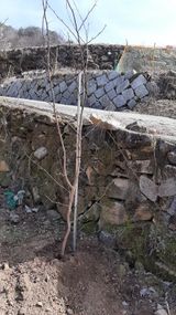 팜모닝 감자·자유게시판 게시글 이미지