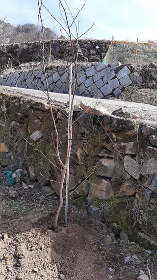 일꾼 경언이님의 감자 · 자유게시판 작성글 사진