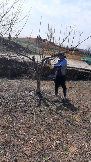 일꾼 경언이님의 감자 · 자유게시판 작성글 사진