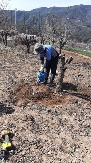 일꾼 경언이님의 감자 · 자유게시판 작성글 사진