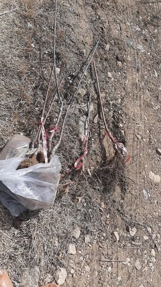 일꾼 경언이님의 감자 · 자유게시판 작성글 사진