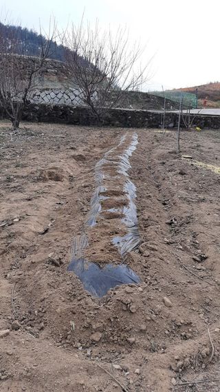 일꾼 경언이님의 감자 · 자유게시판 작성글 사진