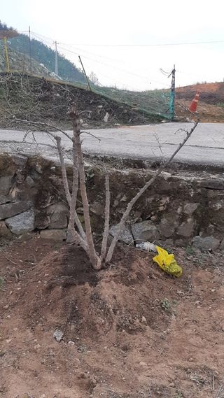 일꾼 경언이님의 감자 · 자유게시판 작성글 사진