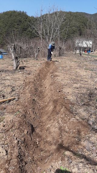 일꾼 경언이님의 감자 · 자유게시판 작성글 사진