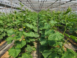 유덕균님의 오이 · 영농일지 작성글 사진