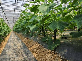 유덕균님의 오이 · 영농일지 작성글 사진