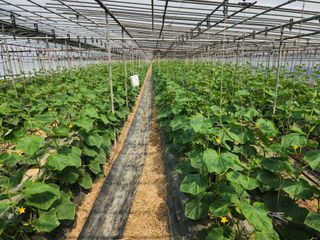 유덕균님의 오이 · 영농일지 작성글 사진