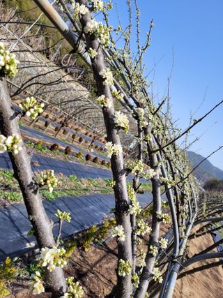 유병선(김천자두)님의 자유주제 · 자유게시판 작성글 사진