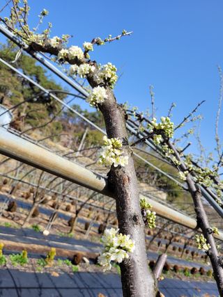 유병선(김천자두)님의 자유주제 · 자유게시판 작성글 사진