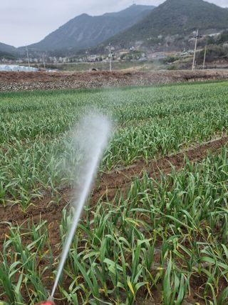 정영기대산축산농부♡님의 마늘 · 영농일지 작성글 사진