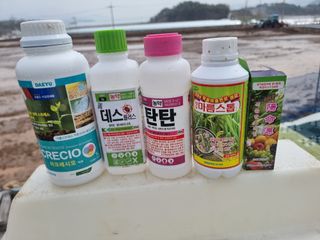 정영기대산축산농부♡님의 마늘 · 영농일지 작성글 사진