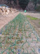 팜모닝 자유주제·자유게시판 게시글 이미지