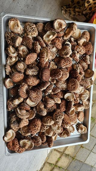 귤17884님의 4월 농사계획 공유해요 · 참여글 작성글 사진