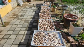 귤17884님의 4월 농사계획 공유해요 · 참여글 작성글 사진