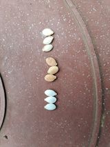 팜모닝 농사, 무엇이든 물어보세요!·참여글 게시글 이미지