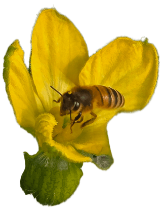 신동문님의 기타작물 · 영농일지 작성글 사진