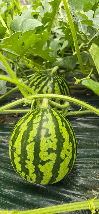 신동문님의 기타작물 · 영농일지 작성글 사진