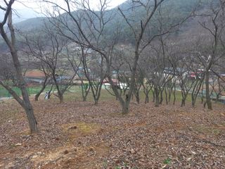 손 무현님의 기타작물 · 영농일지 작성글 사진