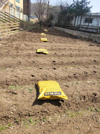 조영락님의 감자 · 영농일지 작성글 사진