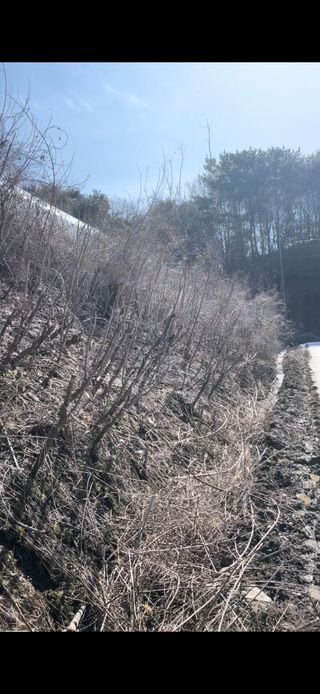 정한용님의 두릅 · 영농일지 작성글 사진