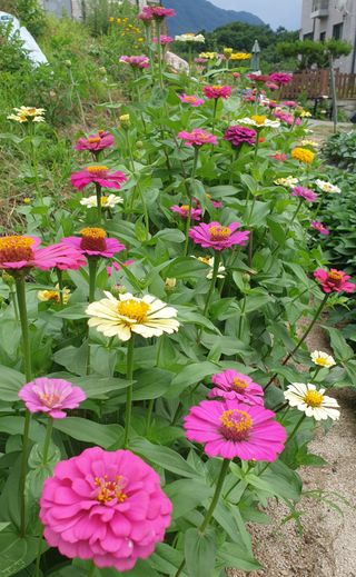 두릅밭님의 팜모닝 · 출석 작성글 사진