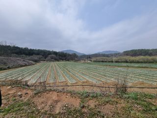 이재진님의 양파 · 자유게시판 작성글 사진