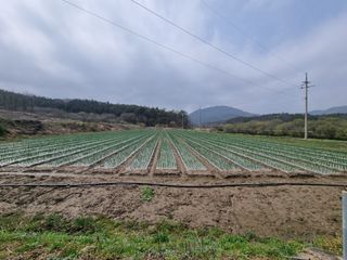 이재진님의 양파 · 자유게시판 작성글 사진
