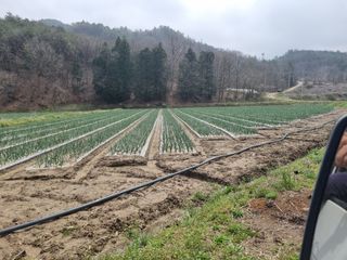 이재진님의 양파 · 자유게시판 작성글 사진