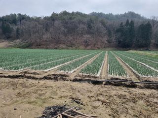 이재진님의 양파 · 자유게시판 작성글 사진