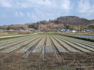 이재진님의 양파 · 자유게시판 작성글 사진
