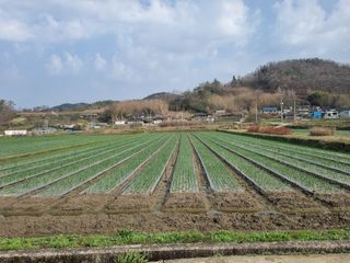 이재진님의 양파 · 자유게시판 작성글 사진