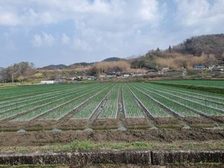 이재진님의 양파 · 자유게시판 작성글 사진