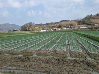 이재진님의 양파 · 자유게시판 작성글 사진