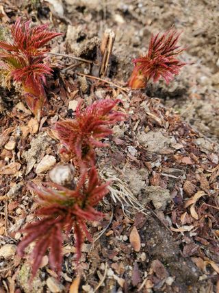 약초꾼님의 자유주제 · 자유게시판 작성글 사진