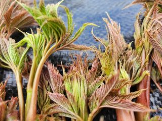 약초꾼님의 자유주제 · 자유게시판 작성글 사진