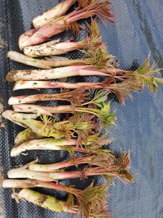 약초꾼님의 자유주제 · 자유게시판 작성글 사진