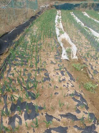 지금은 공돌이님의 마늘 · 영농일지 작성글 사진