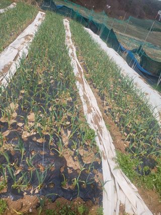 지금은 공돌이님의 마늘 · 영농일지 작성글 사진